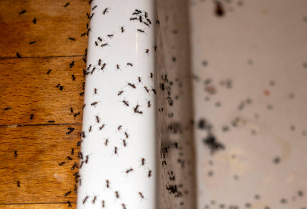 Best Termite Control Services  in Augusta, KS